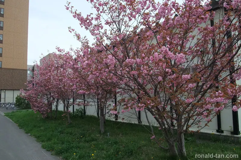 A Day in Otaru & Sapporo