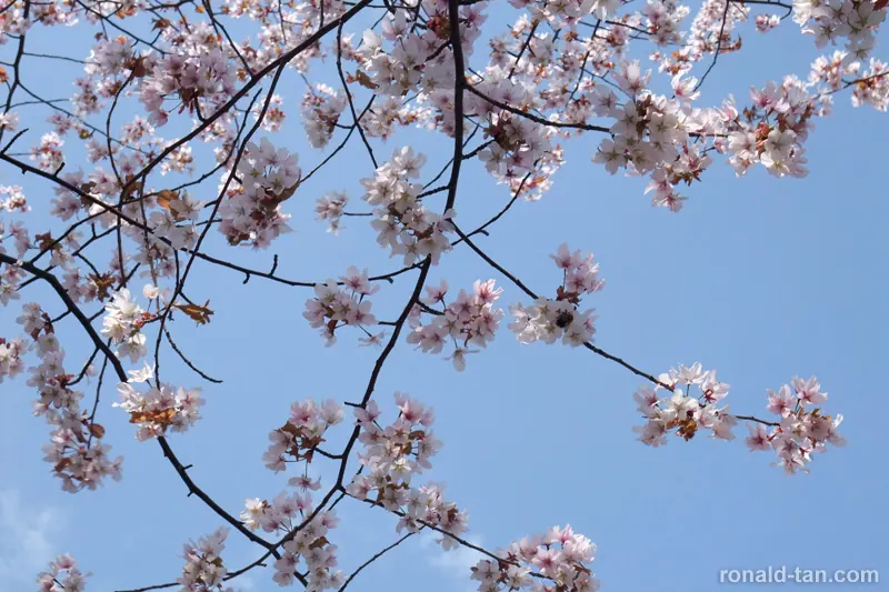 A Day in Lake Toya & Hakodate