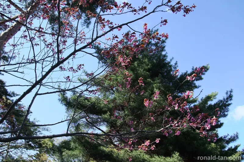 A Day in Lake Toya & Hakodate