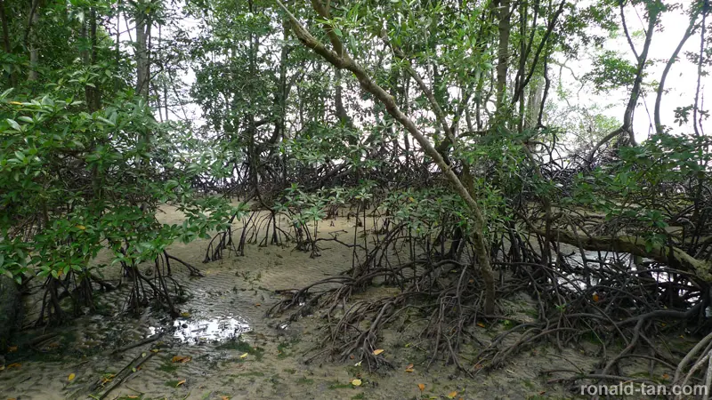 Exploring Pulau Ubin Singapore