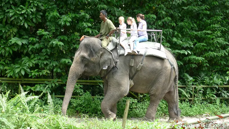 Singapore Zoo