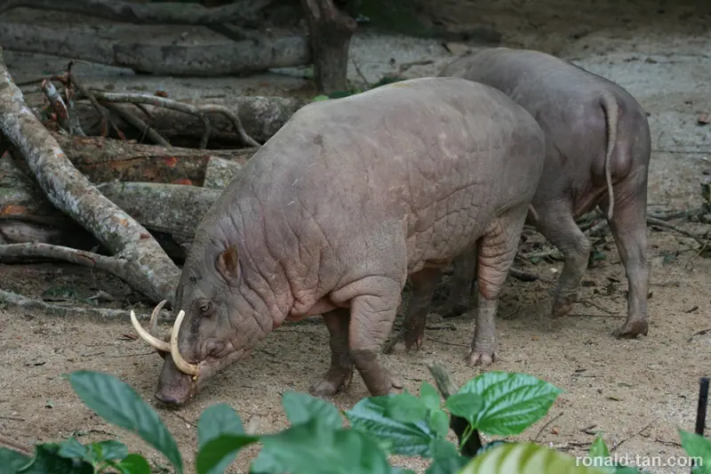 Singapore Zoo