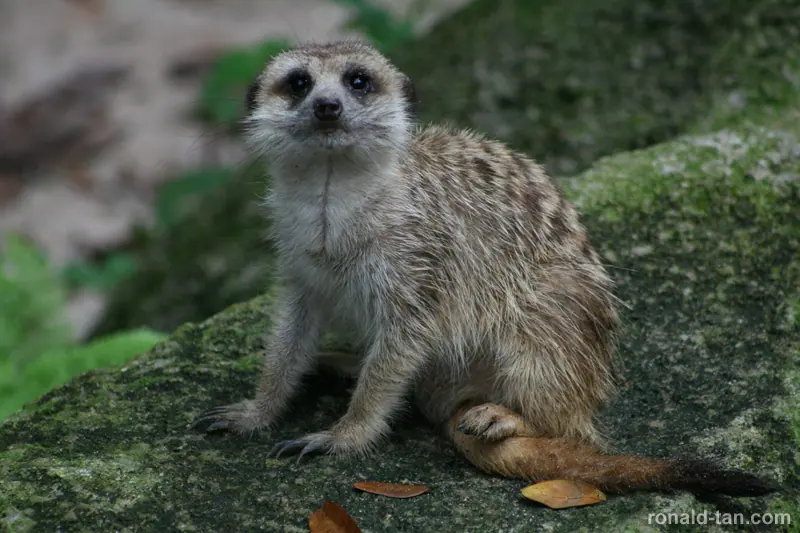 Singapore Zoo