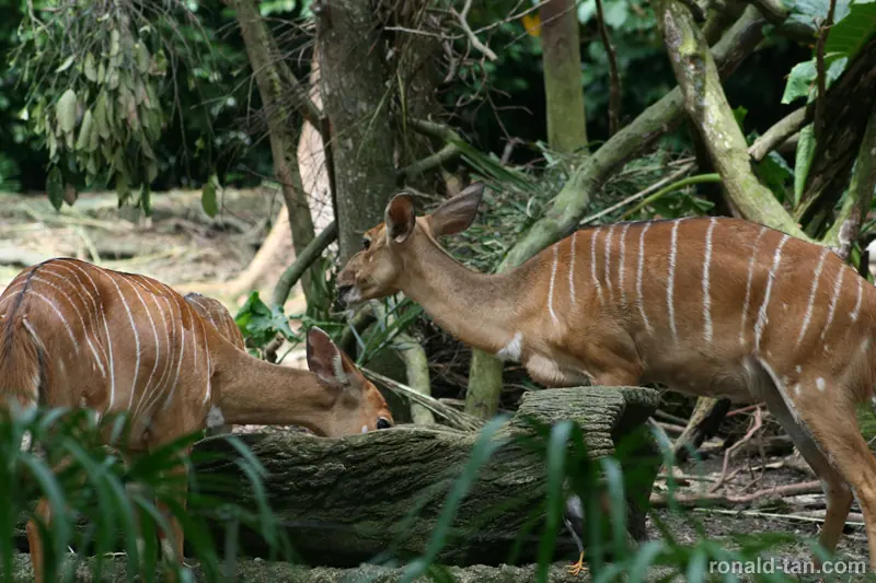 Singapore Zoo