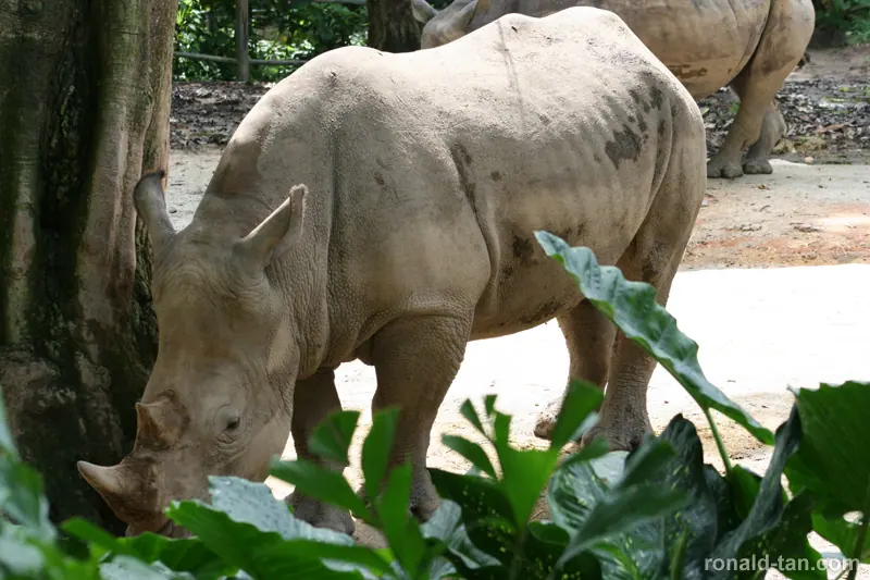 Singapore Zoo