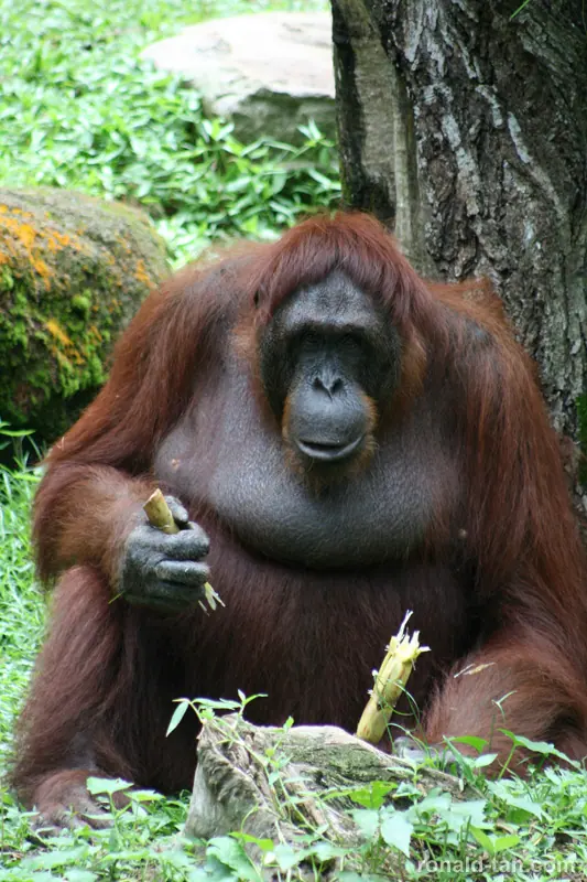 Singapore Zoo