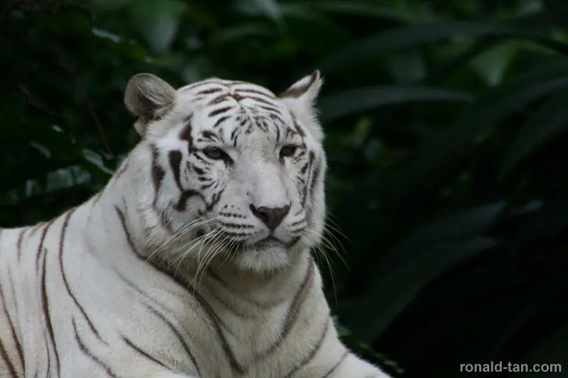 Singapore Zoo