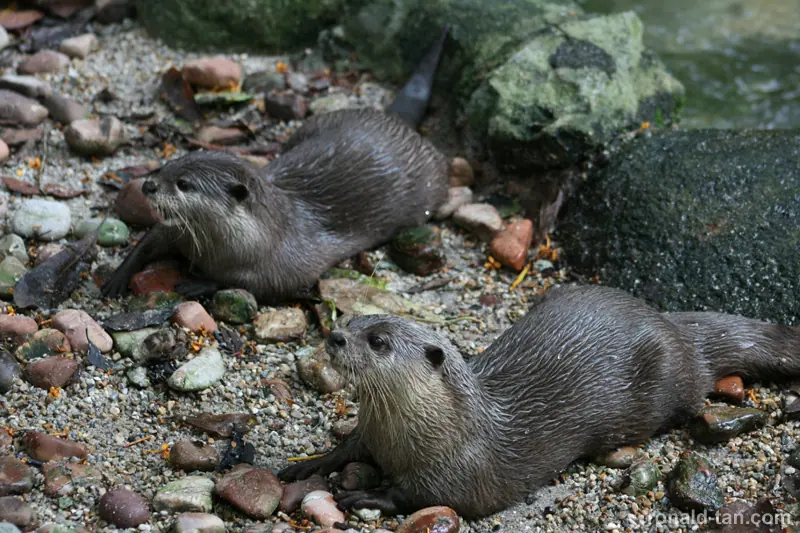 Singapore Zoo