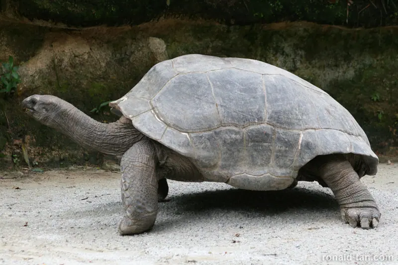 Singapore Zoo