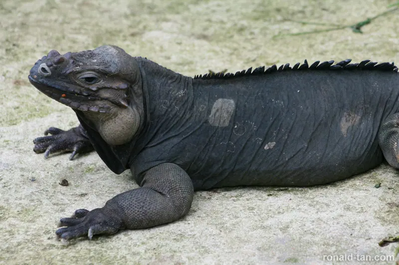 Singapore Zoo