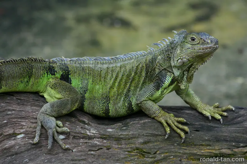 Singapore Zoo