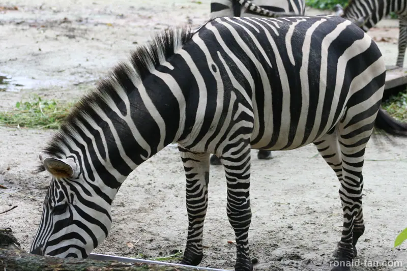 Singapore Zoo