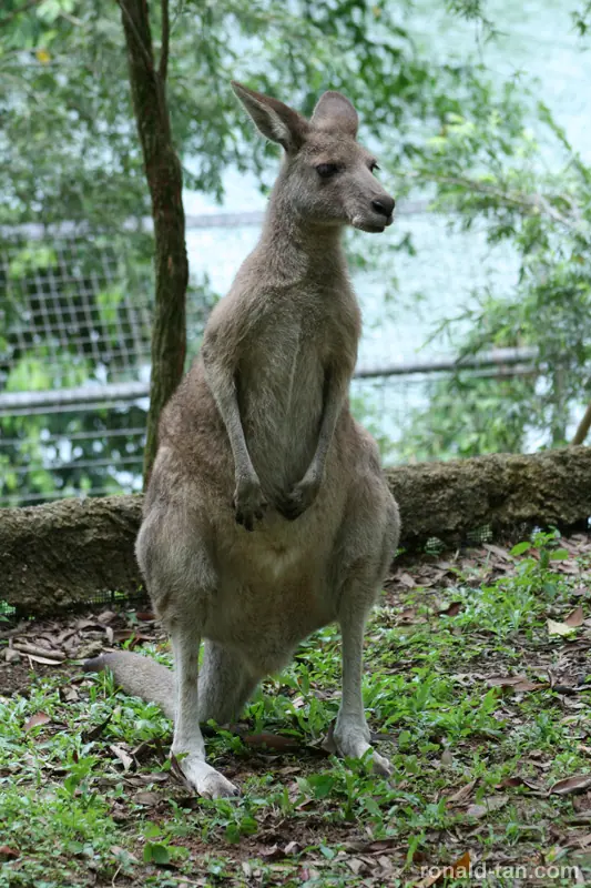 Singapore Zoo