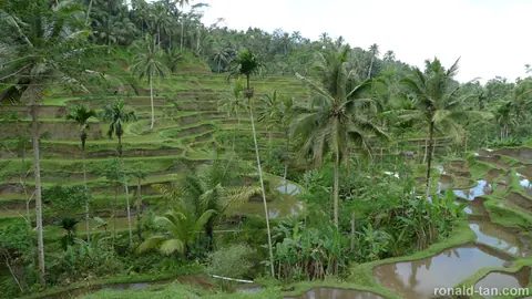 A Day in Bali 1, 2010